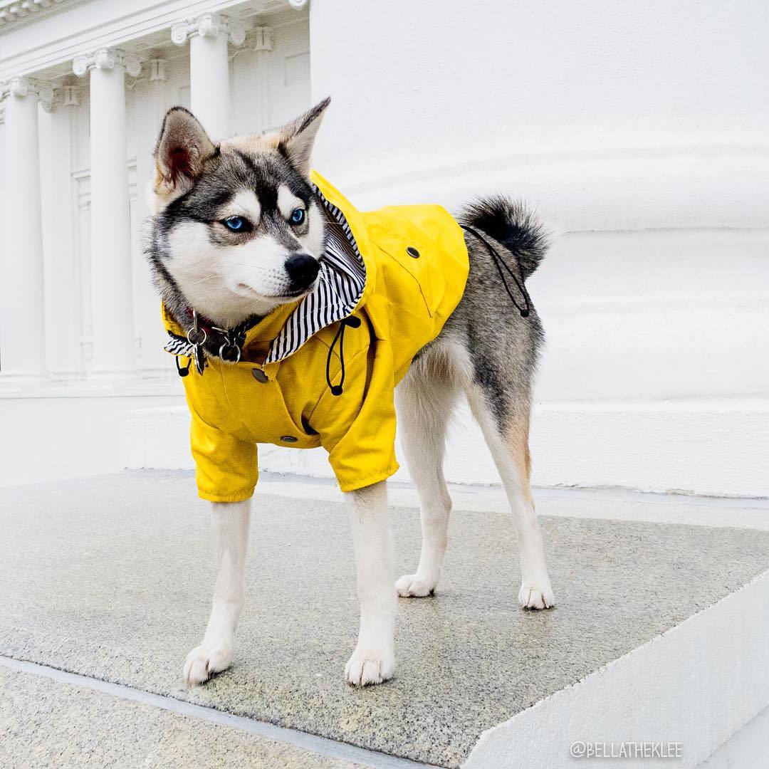 Yellow Raincoat™ – Impermeable para perros