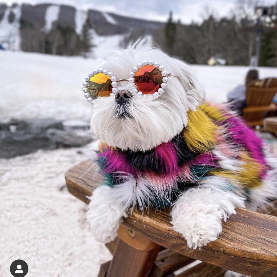 Gafas Perla Brava™ - Gafas de sol para mascotas
