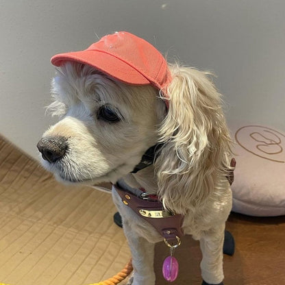 Net Red Pet Baseball Cap Teddy Schnauzer Pet Hat
