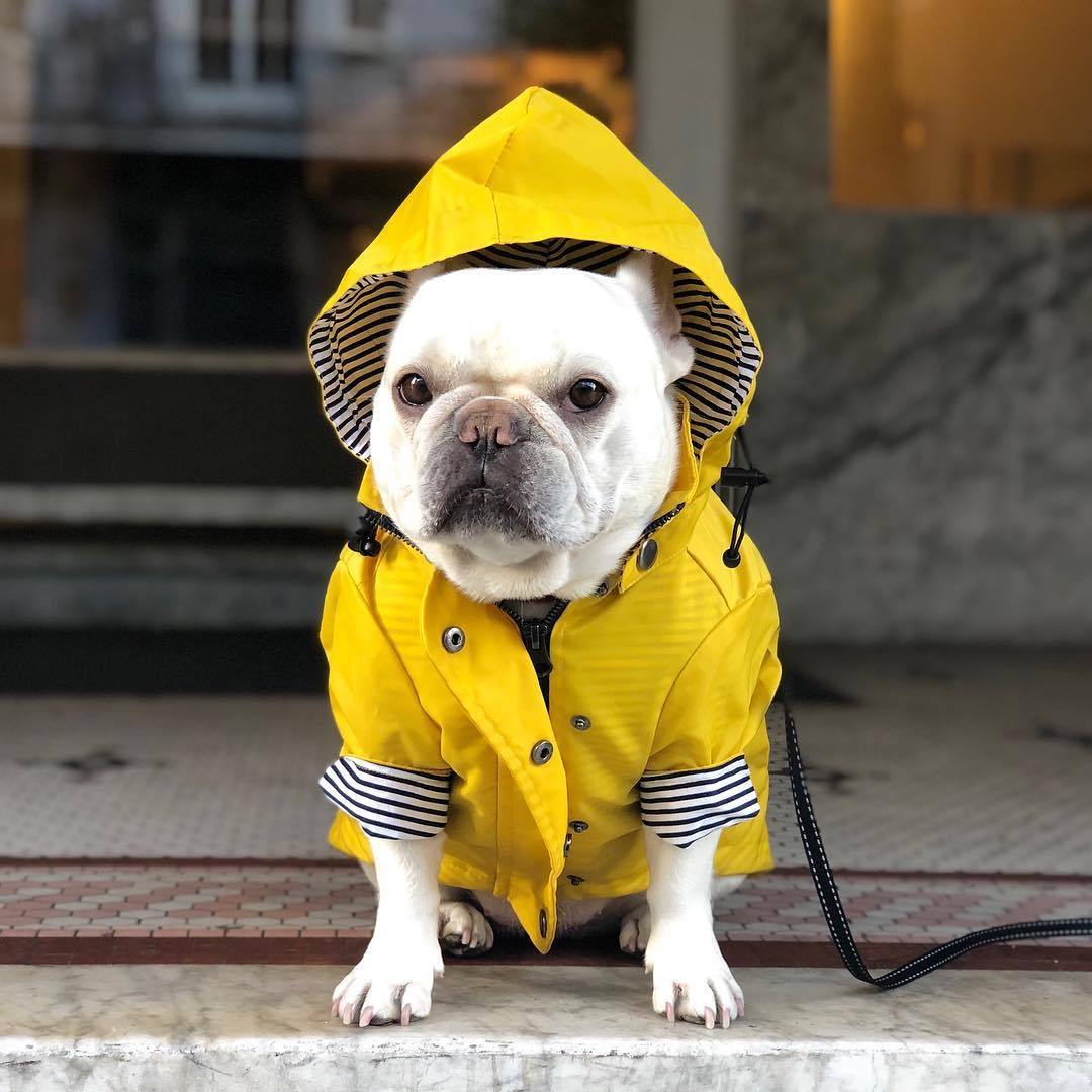 Yellow Raincoat™ – Impermeable para perros