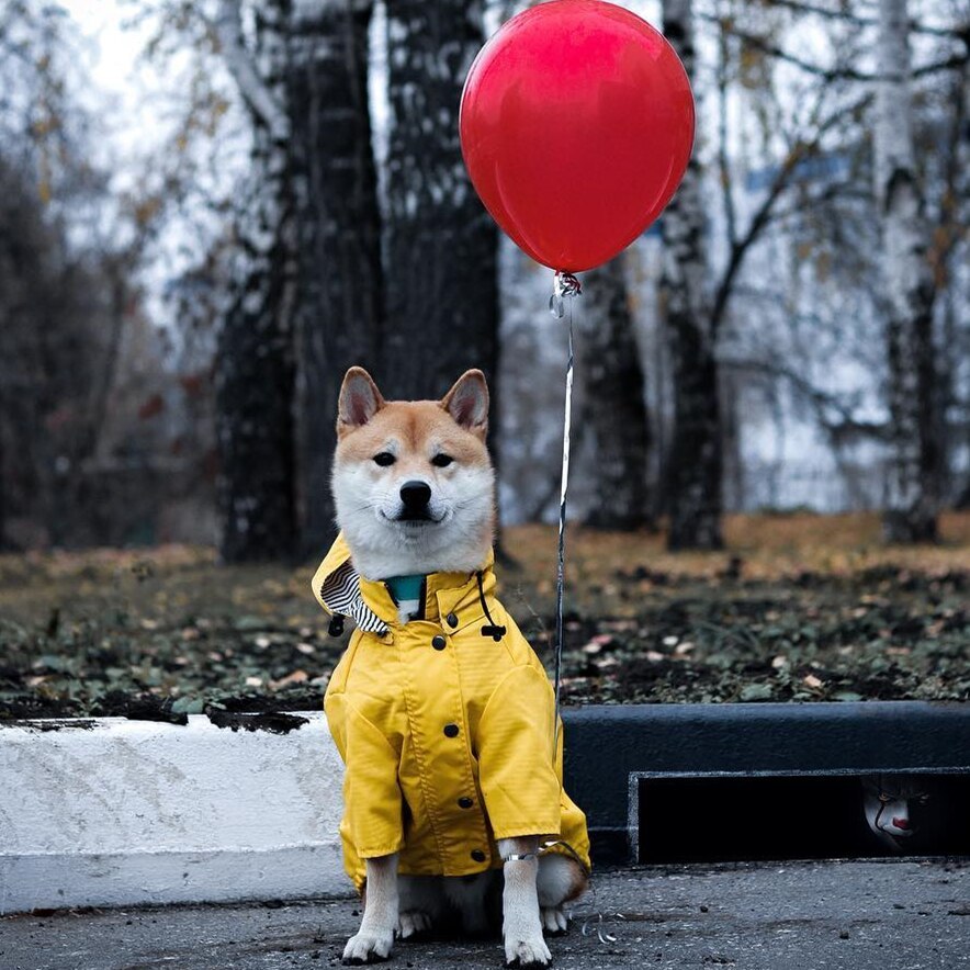 Yellow Raincoat™ – Impermeable para perros