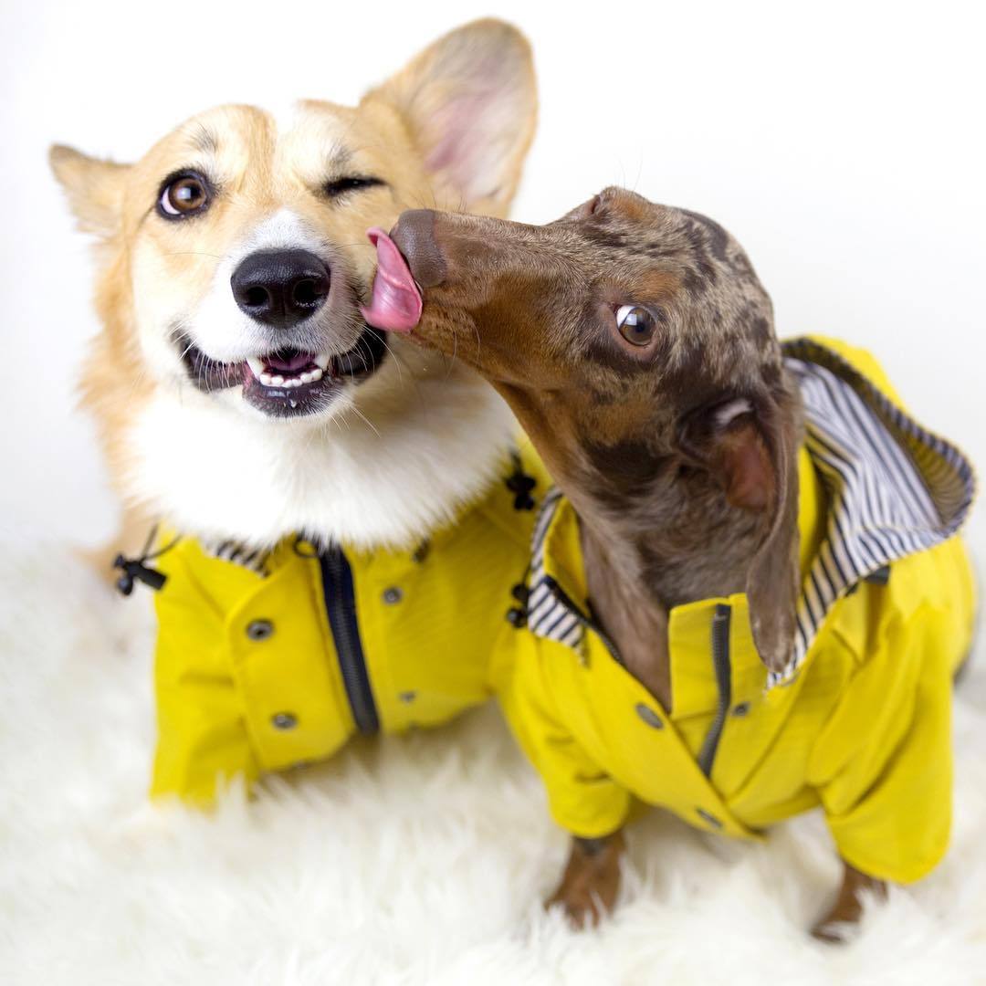 Yellow Raincoat™ – Impermeable para perros