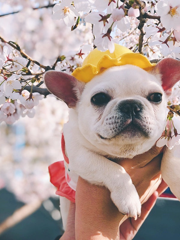 Pet cute fisherman hat