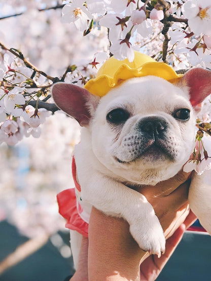Pet cute fisherman hat