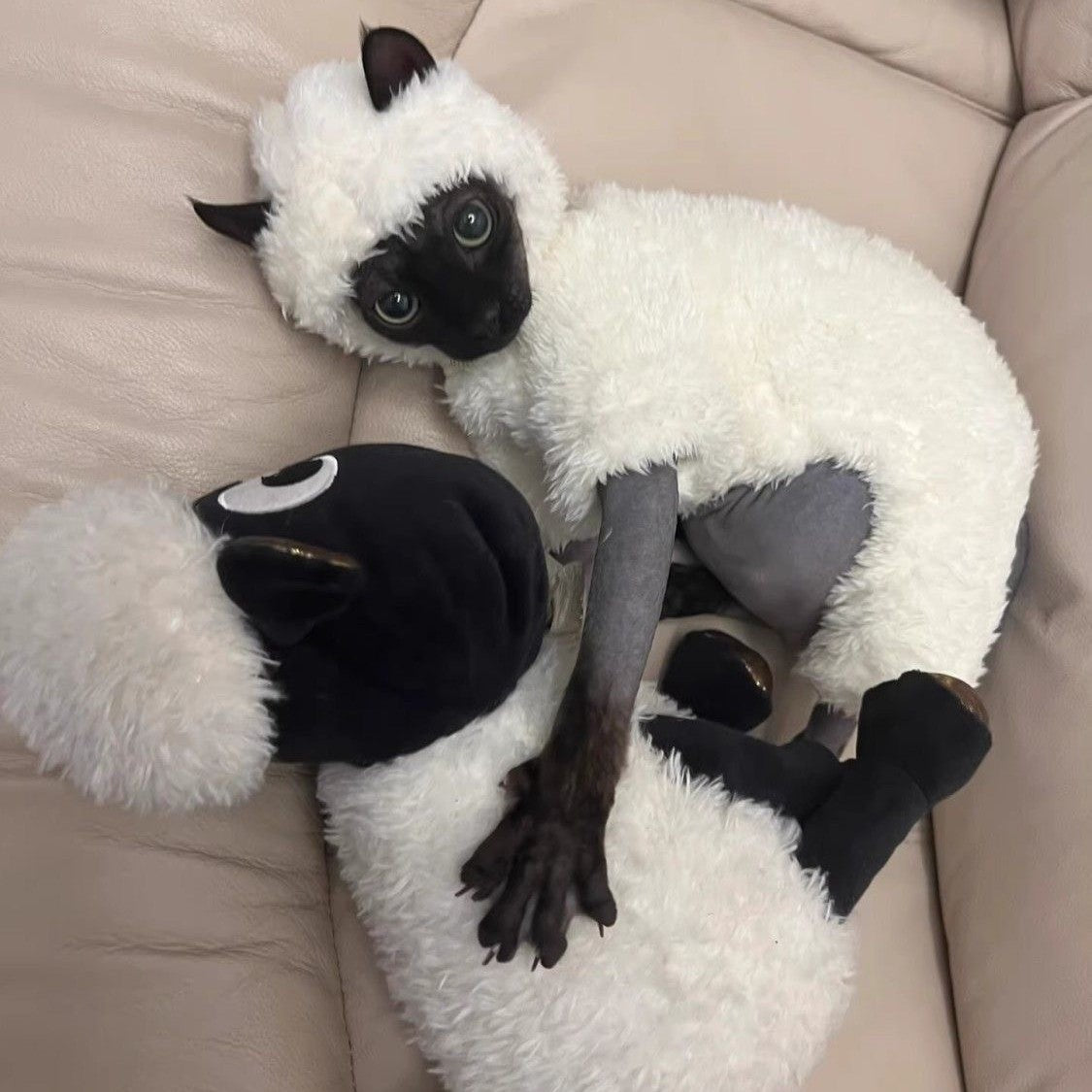 Disfraz de Oveja para Gatos - Especial Halloween