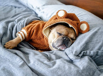 Pet Fashion Brand Fleece-lined Warm Ear-standing Sweater